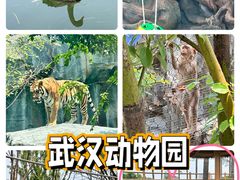 -武汉动物园