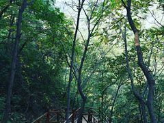 -大岭沟猕猴桃谷风景区