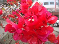 花-铁路文化公园