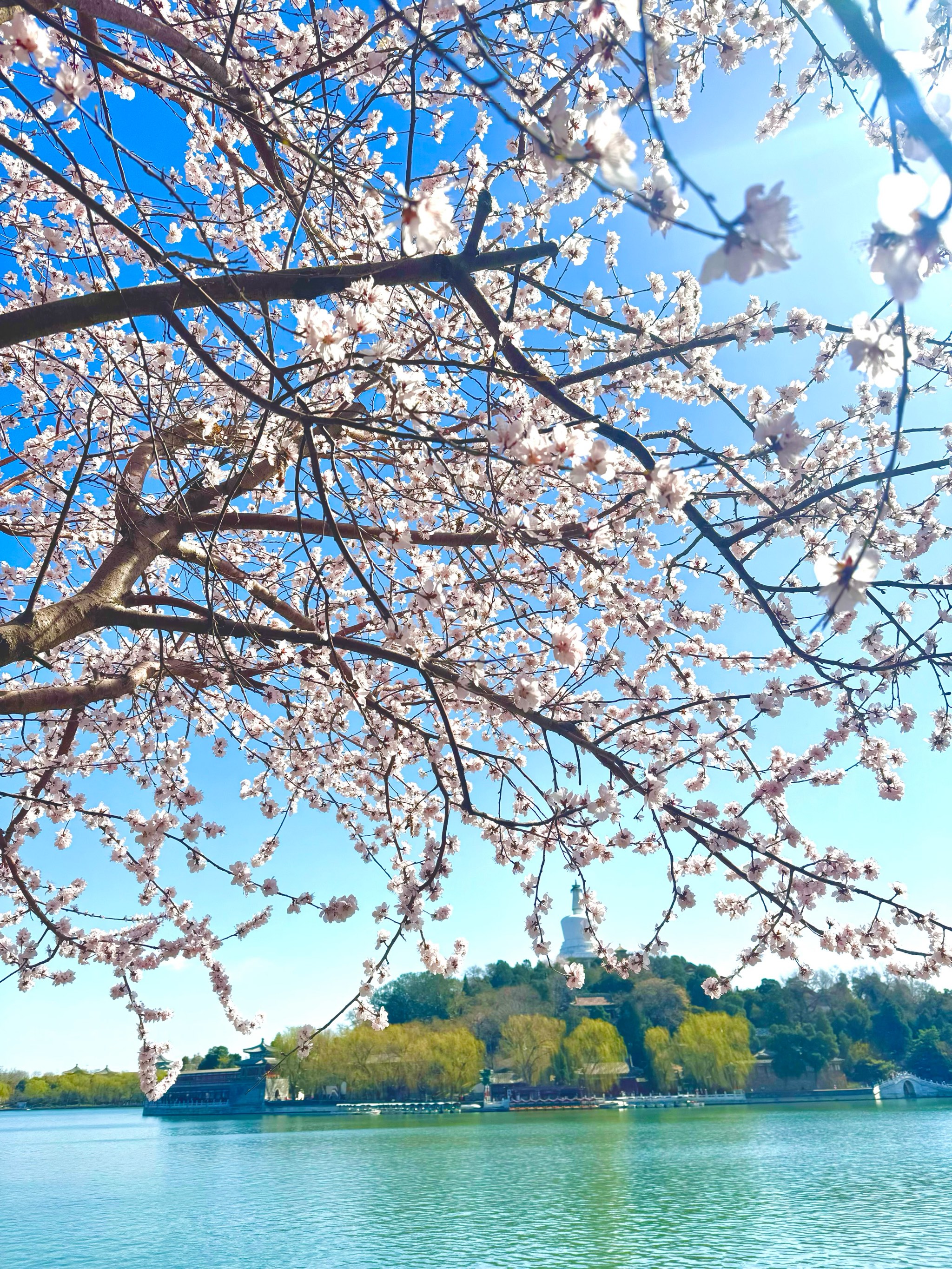 春和景明自然图片图片