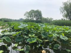 -大兴滨河森林公园