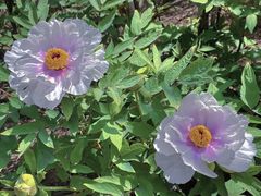 -洛阳市隋唐城遗址植物园