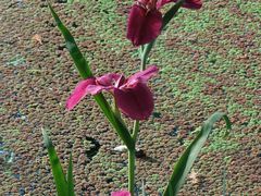 -昆山城市生态森林公园