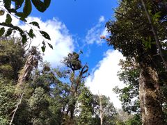 -云南屏边大围山国家公园