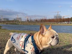 -春花秋色城市公园