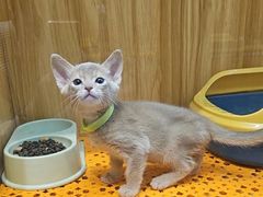 -欣宠猫屋·矮脚拿破仑·蓝金金渐层