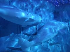 -芜湖新华联大白鲸海洋公园