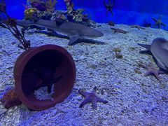 -太平洋海底世界