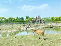 -上海野生动物园