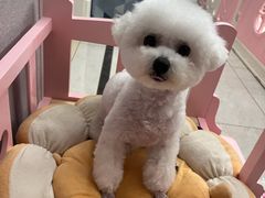 -德元·美联众合24小时动物医院(总院)