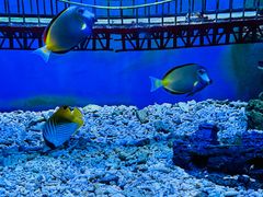 -太平洋海底世界