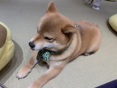 -逗柴咖啡屋·狗咖猫咖宠物桌游