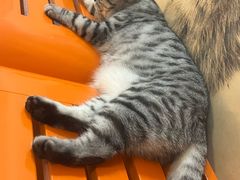 -我爱猫咪·猫咖·狗咖·安哥拉兔·羊驼咖(小寨华旗店)