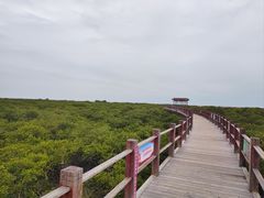 -北海金海湾红树林生态旅游区