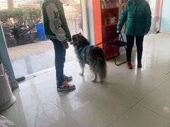-瑞派福兴宠物医院犬猫全科·骨科·中西医结合(河东店)