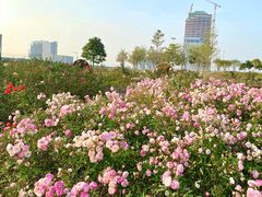 -光明小镇欢乐田园