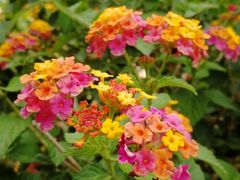 -金科花卉市场