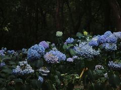 -临平公园(临平街道)