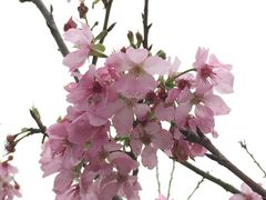-天适樱花悠乐园