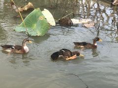 -池杉湖湿地公园