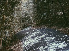-少华山国家森林公园