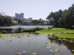 -荔湾湖公园