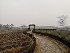 -大塘金香草谷