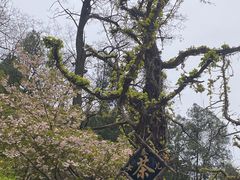 -泰山风景名胜区