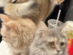 -楼上猫咖(罗湖店)