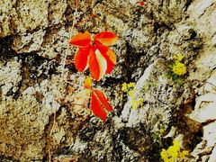 -碓臼峪自然风景区