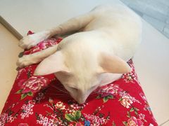-飞行喵MR PILOT|猫舍·猫咖(静安大融城店)