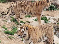 -大连森林动物园