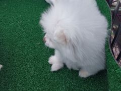 -哈尔滨市宠物交易市场