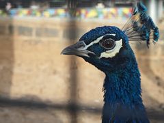 -石家庄市动物园