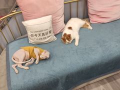 -BABIT巴比特宠物(MOMOPARK店)