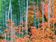 -常寂光寺