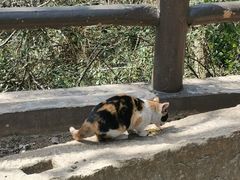 -上海佘山国家森林公园天马山园