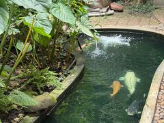 -Fern Forest Cafe