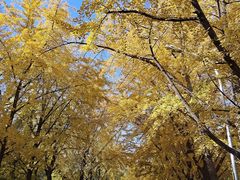 -三里屯东五街银杏大道