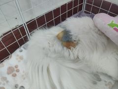 -凯特喵百思猫专科医院