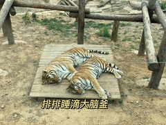 -大连森林动物园