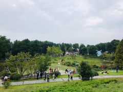 -铁山坪森林公园