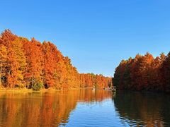 -上海海湾国家森林公园