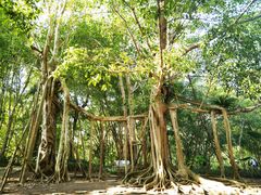 -中国科学院西双版纳热带植物园