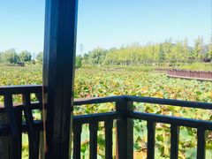 -羊亭河湿地公园