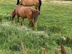 -塞罕坝国家级自然保护区