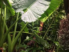 -热带雨林自然公园