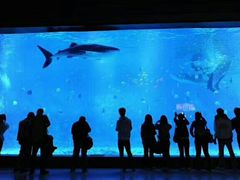 -烟台海昌鲸鲨海洋公园