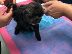 -欧奕国际动物医院