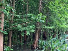 -桤木河湿地公园